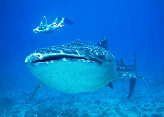 El tiburón ballena, el tesoro más preciado del turismo en Maldivas Playas del mundo