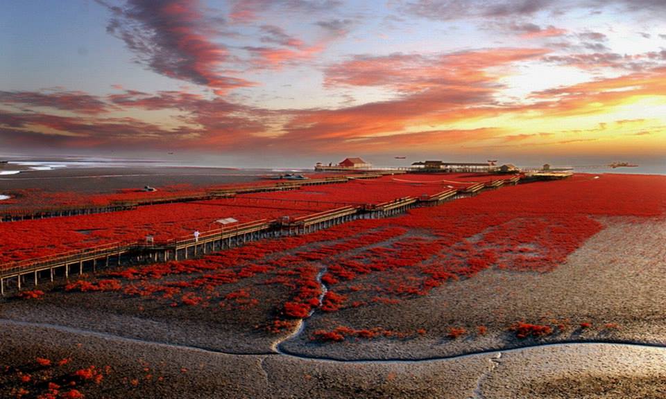 Una playa que se tie de rojo (en Panjin, China) Playas del mundo