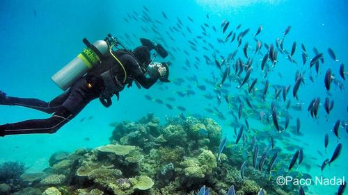 Los mejores lugares para bucear en la Gran Barrera de Coral Playas del mundo